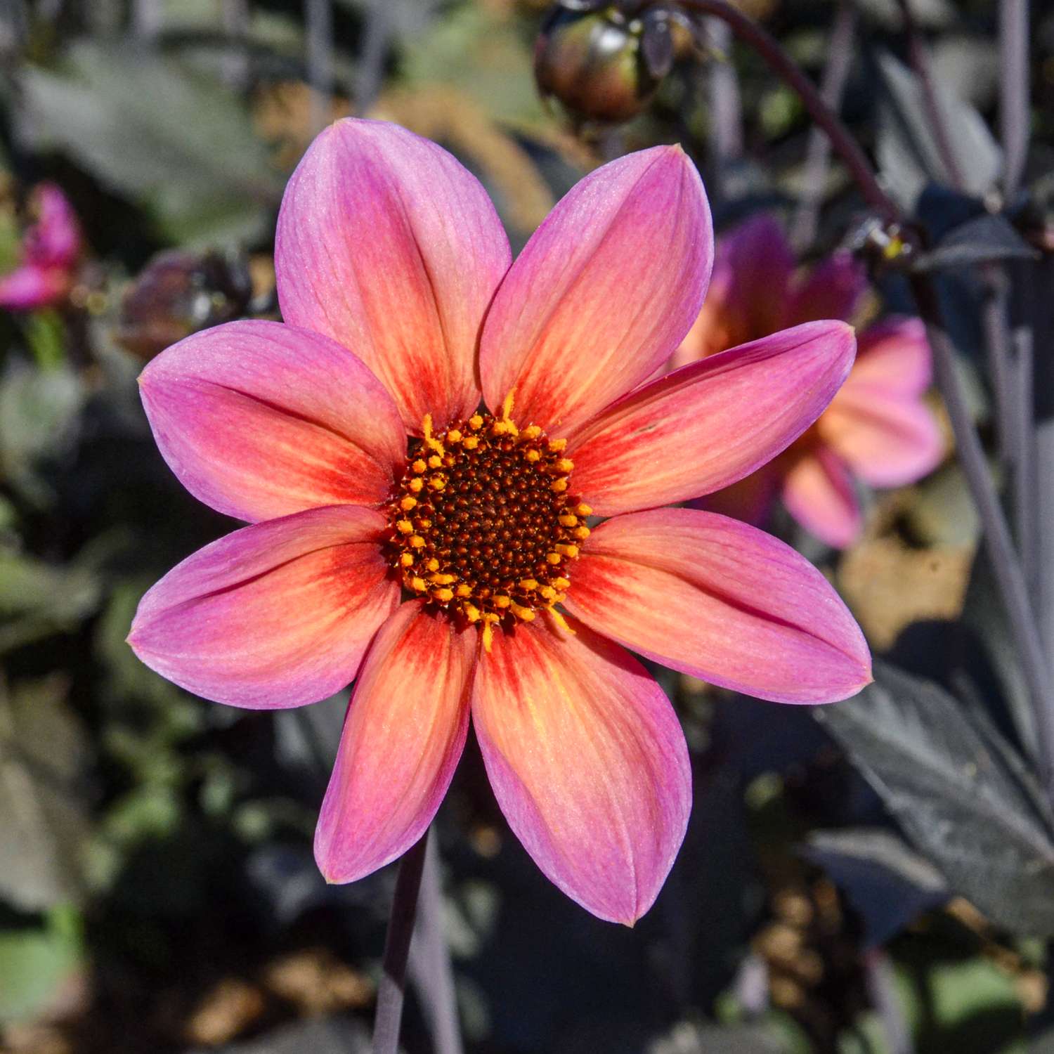 Daalia 'Tropic and black'